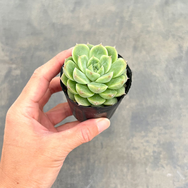 エケベリア:クィーンローズ 2号ポット