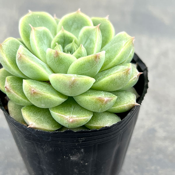 エケベリア:クィーンローズ 2号ポット