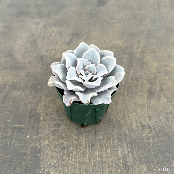 エケベリア:クリスペイトビューティ 2号ポット