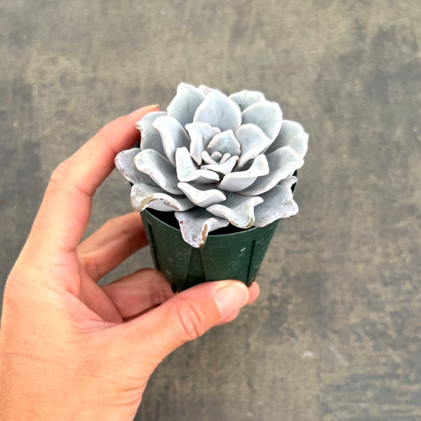 エケベリア:クリスペイトビューティ 2号ポット