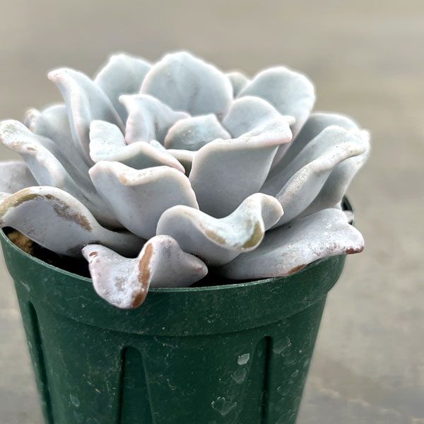 エケベリア:クリスペイトビューティ 2号ポット