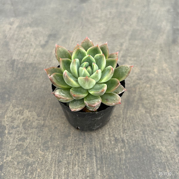 エケベリア:キャンディーカット 2号ポット