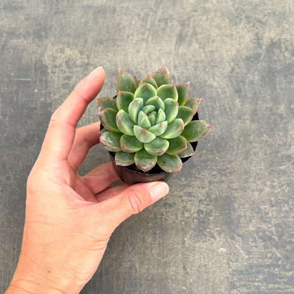 エケベリア:キャンディーカット 2号ポット