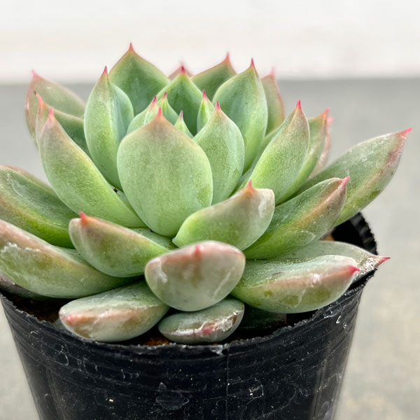 エケベリア:キャンディーカット 2号ポット