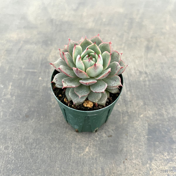 エケベリア:アンジーナ 2号ポット