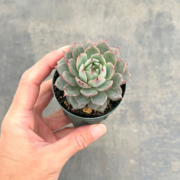 エケベリア:アンジーナ 2号ポット