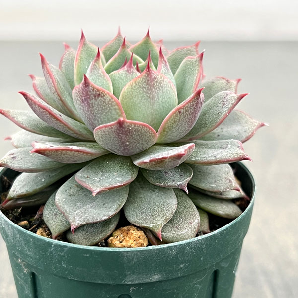 エケベリア:アンジーナ 2号ポット