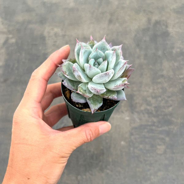 エケベリア:グレイシャー 2号ポット