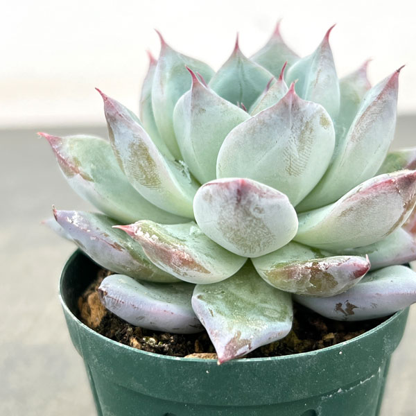 エケベリア:グレイシャー 2号ポット