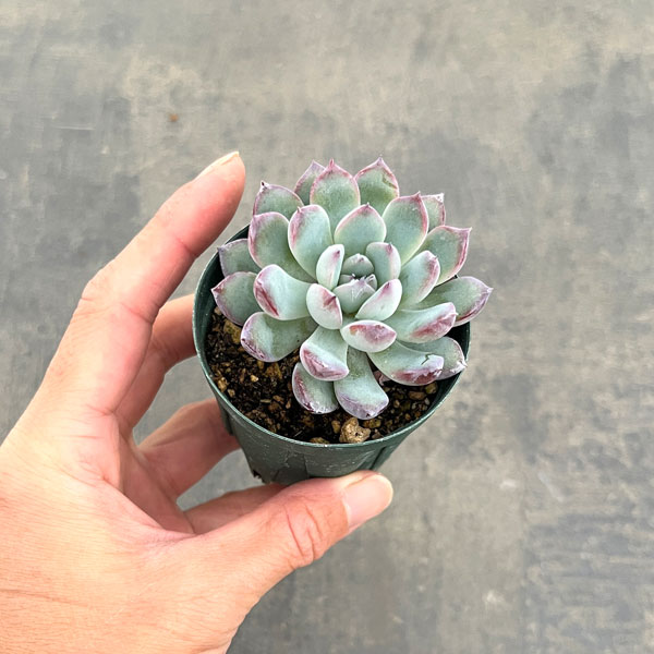 エケベリア:風花雪月 2号ポット