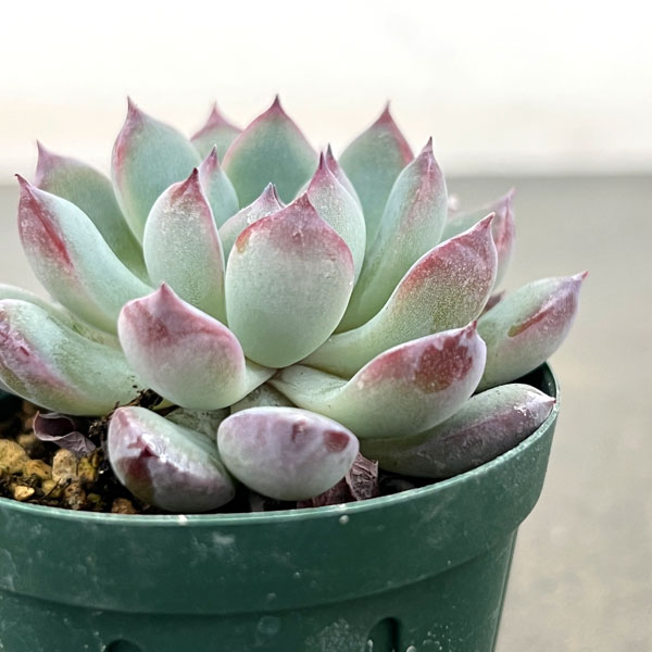 エケベリア:風花雪月 2号ポット