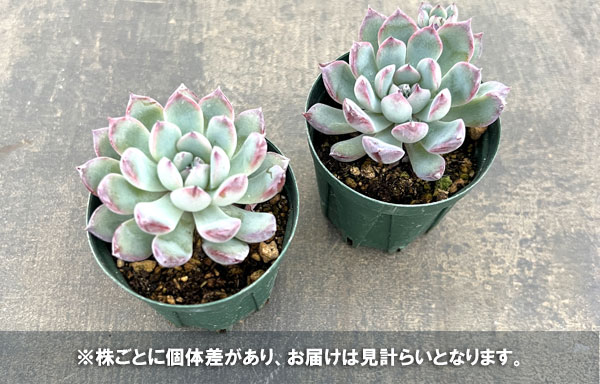 エケベリア:風花雪月 2号ポット