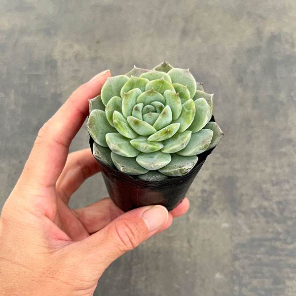 エケベリア:アメージンググレイス 2号ポット