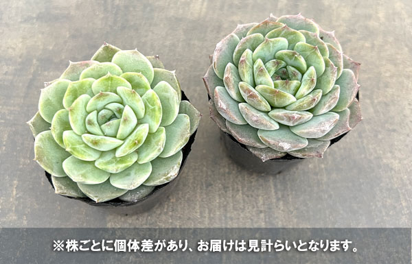 エケベリア:アメージンググレイス 2号ポット