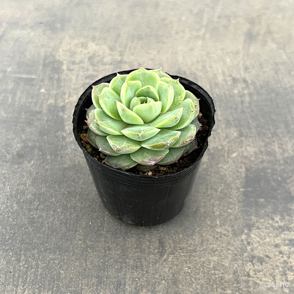 エケベリア:ローズフェアリー 2号ポット