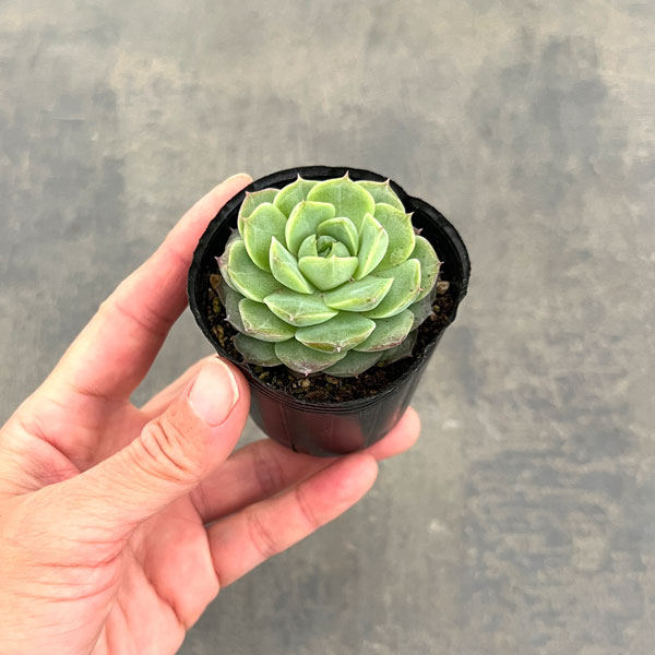 エケベリア:ローズフェアリー 2号ポット