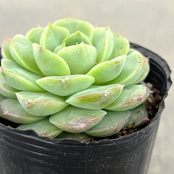エケベリア:ローズフェアリー 2号ポット
