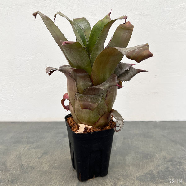 ホヘンレゲリア：アイスティー 3.5号ポット