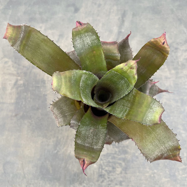 ホヘンレゲリア：アイスティー 3.5号ポット