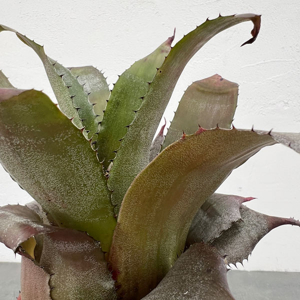 ホヘンレゲリア：アイスティー 3.5号ポット