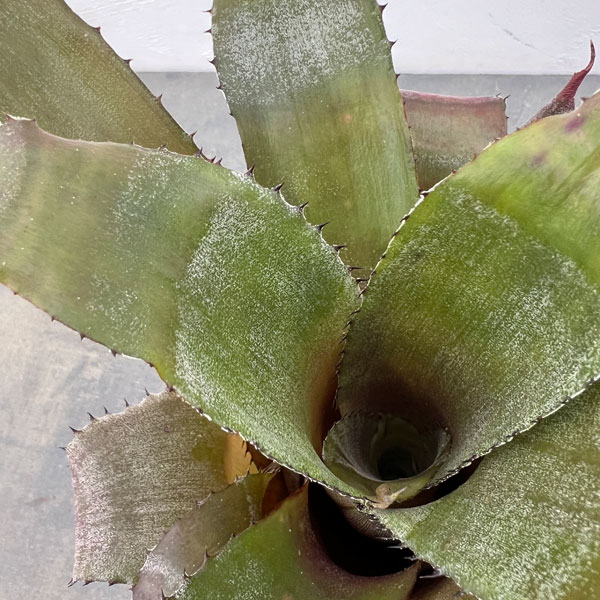 ホヘンレゲリア：アイスティー 3.5号ポット