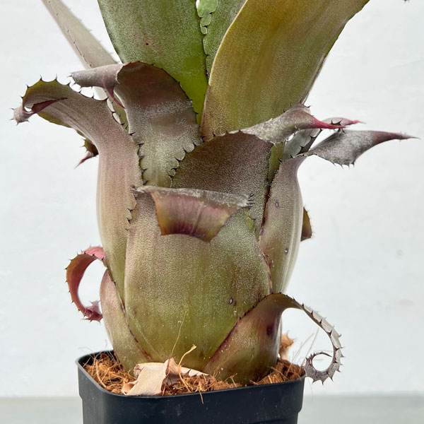 ホヘンレゲリア：アイスティー 3.5号ポット