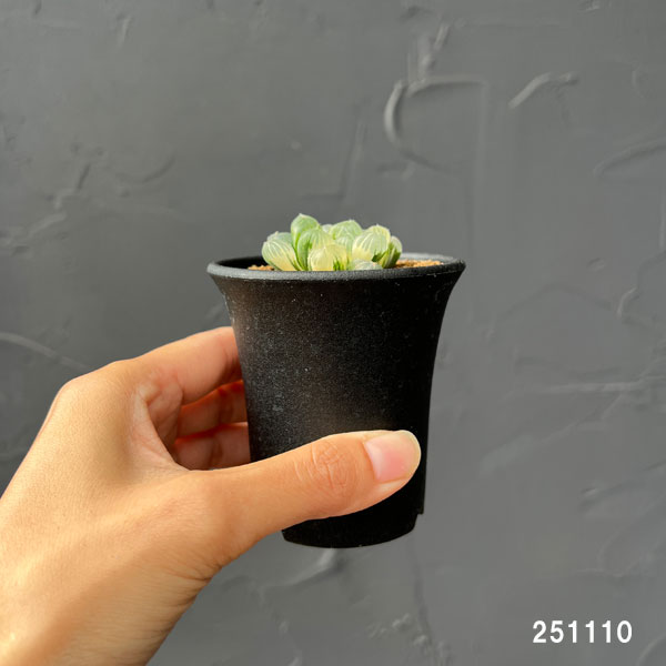 ハオルチア：姫オブツーサ錦2.5号鉢植え