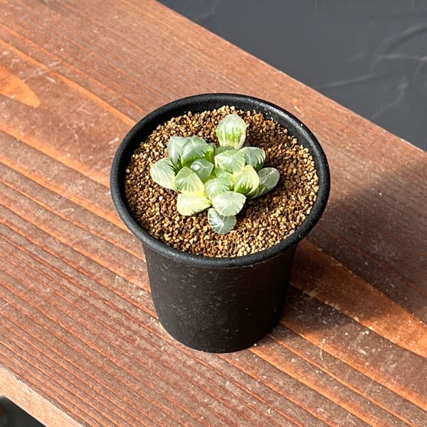 ハオルチア：姫オブツーサ錦2.5号鉢植え