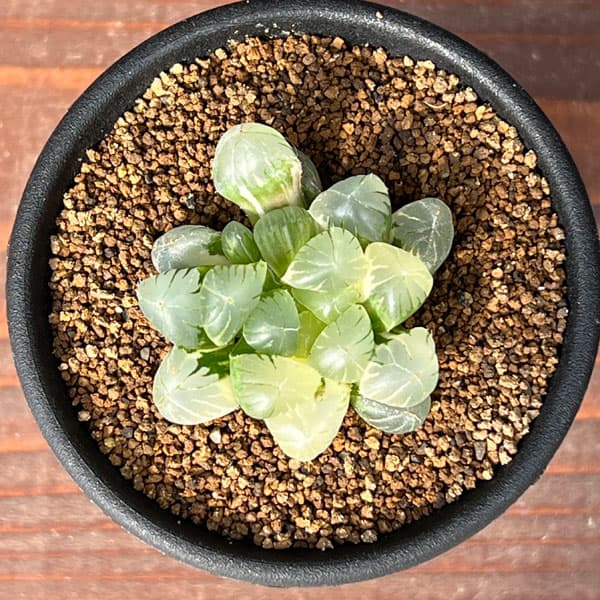 ハオルチア：姫オブツーサ錦2.5号鉢植え