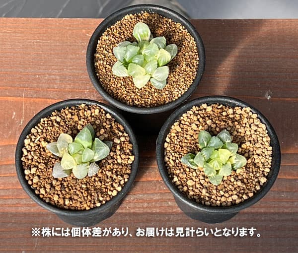 ハオルチア：姫オブツーサ錦2.5号鉢植え
