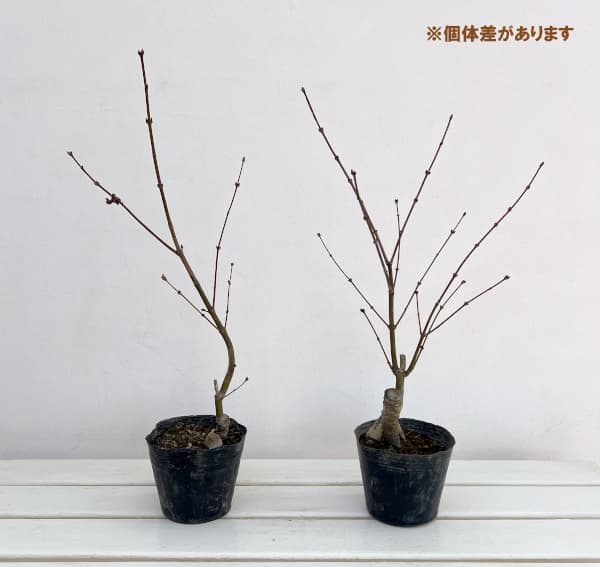 モミジ:紅鏡(ベニカガミ)3.5号ポット