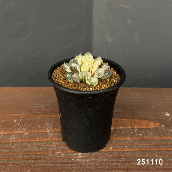 ハオルチア:レッドレンズオブツーサ錦2.5号鉢植え