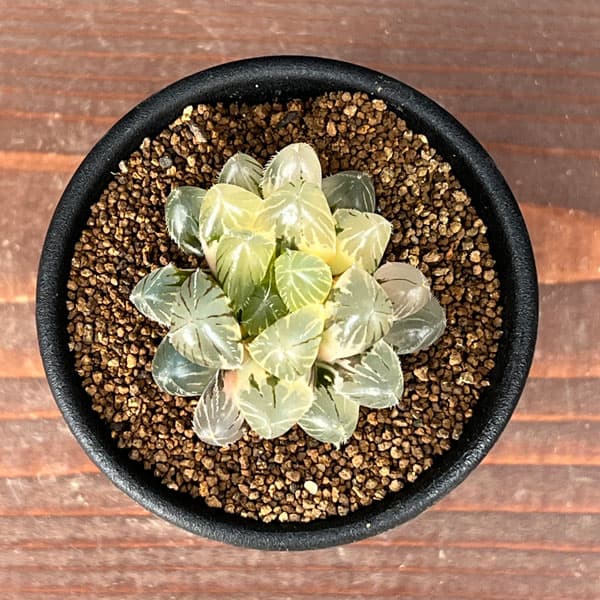 ハオルチア:レッドレンズオブツーサ錦2.5号鉢植え