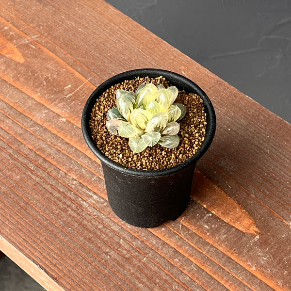 ハオルチア:レッドレンズオブツーサ錦2.5号鉢植え