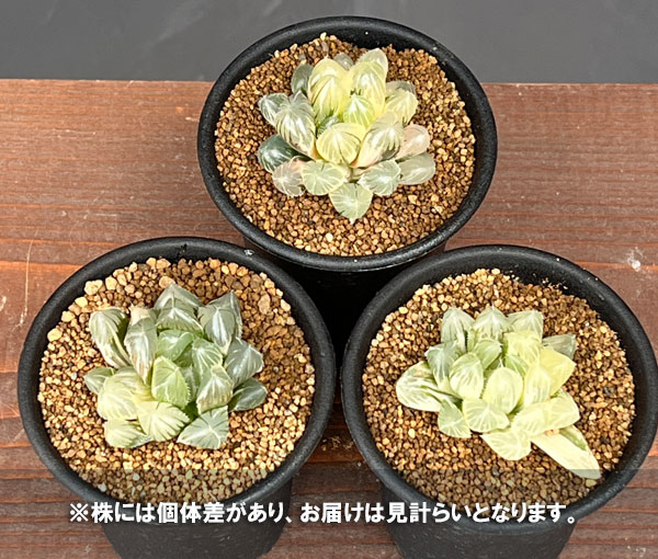 ハオルチア:レッドレンズオブツーサ錦2.5号鉢植え