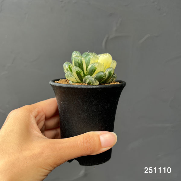 ハオルチア:虹色姫 2.5号鉢植え