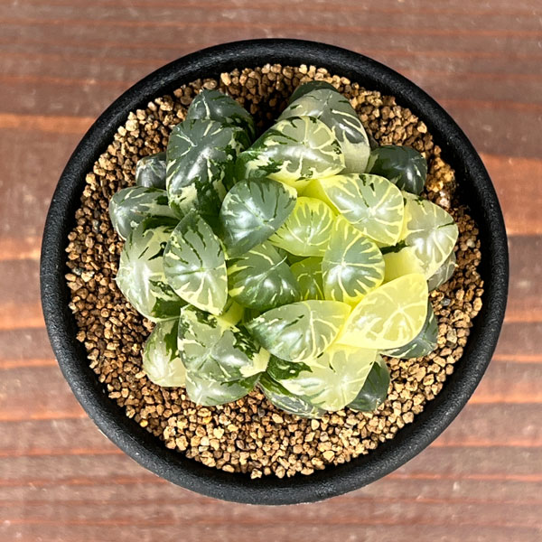 ハオルチア:虹色姫 2.5号鉢植え