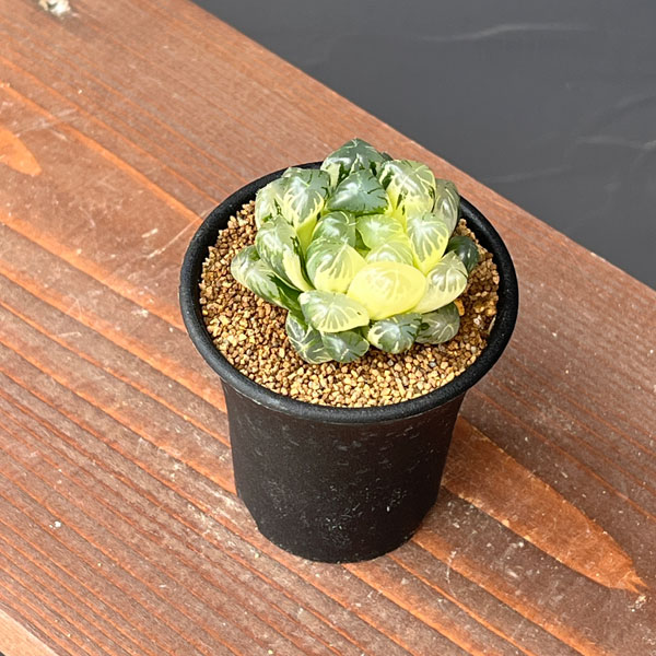 ハオルチア:虹色姫 2.5号鉢植え