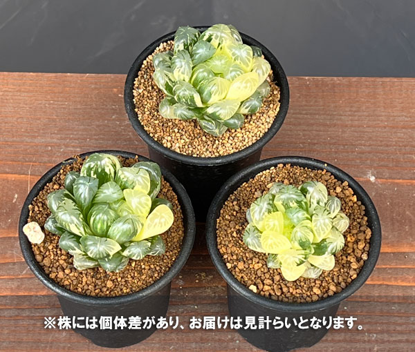 ハオルチア:虹色姫 2.5号鉢植え