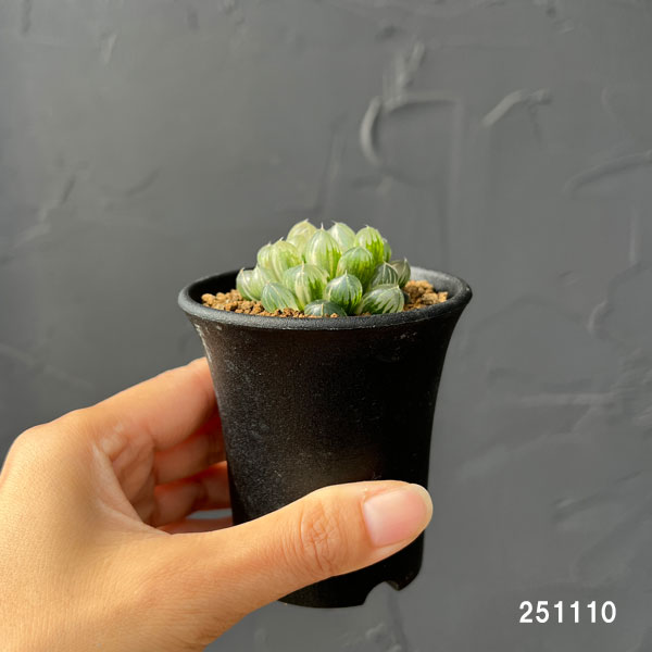 ハオルチア:ブルーレンズオブツーサ錦2.5号鉢植え