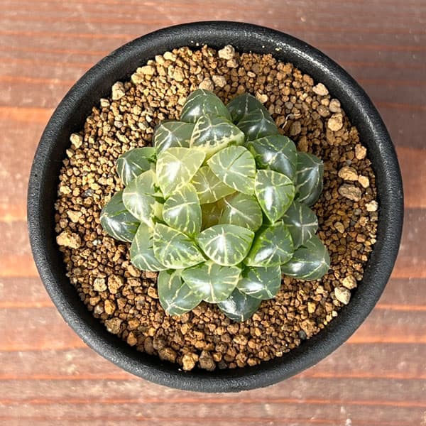 ハオルチア:ブルーレンズオブツーサ錦2.5号鉢植え