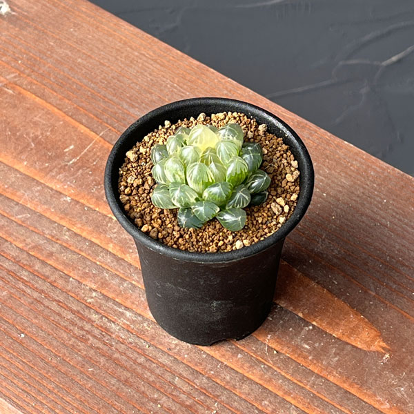 ハオルチア:ブルーレンズオブツーサ錦2.5号鉢植え