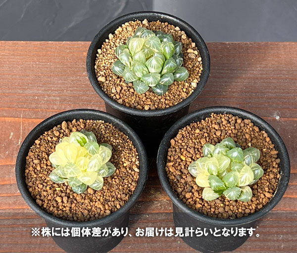 ハオルチア:ブルーレンズオブツーサ錦2.5号鉢植え