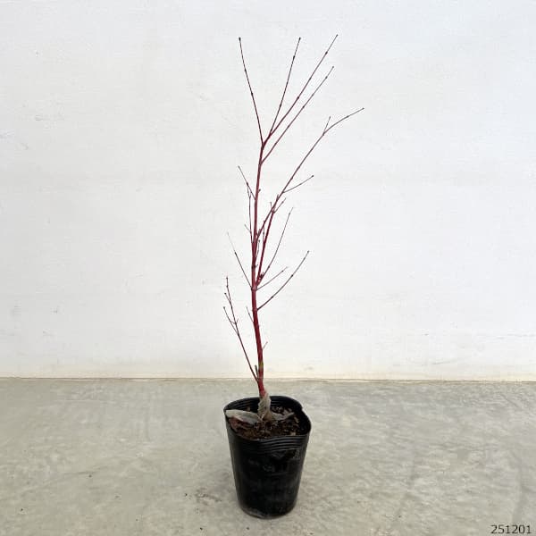 モミジ:珊瑚閣(サンゴカク)3.5号ポット