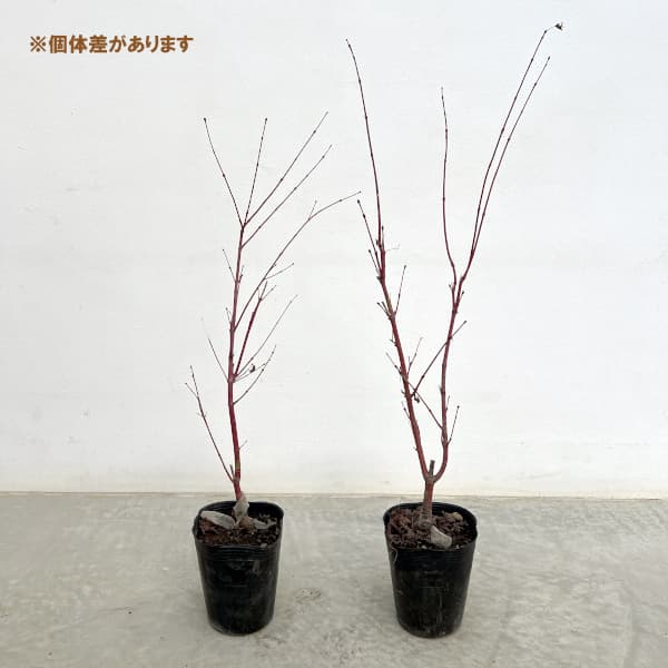 モミジ:珊瑚閣(サンゴカク)3.5号ポット