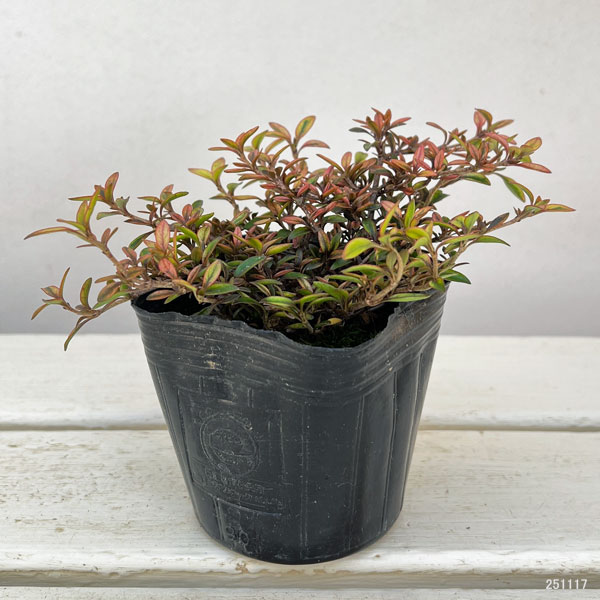 コプロスマ：オータムヘーゼ3号ポット