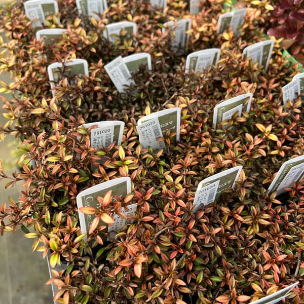 コプロスマ：オータムヘーゼ3号ポット