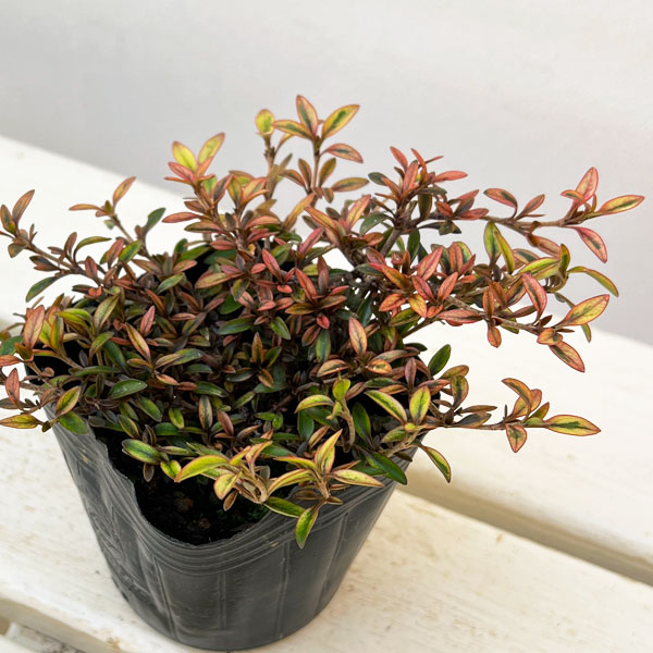 コプロスマ：オータムヘーゼ3号ポット
