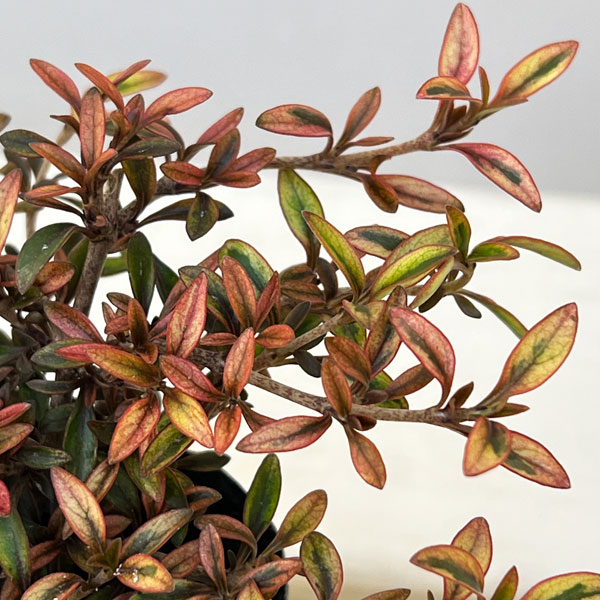 コプロスマ：オータムヘーゼ3号ポット