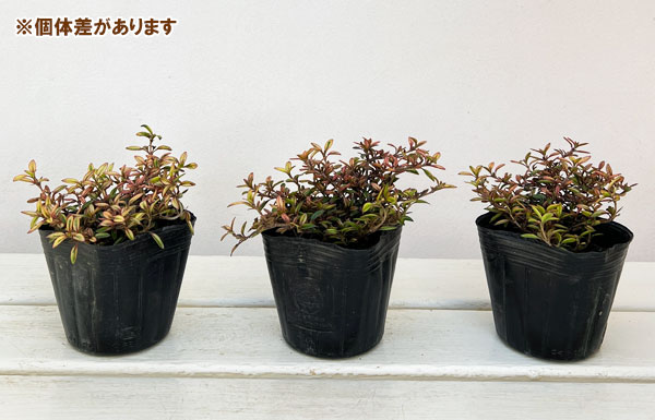 コプロスマ：オータムヘーゼ3号ポット